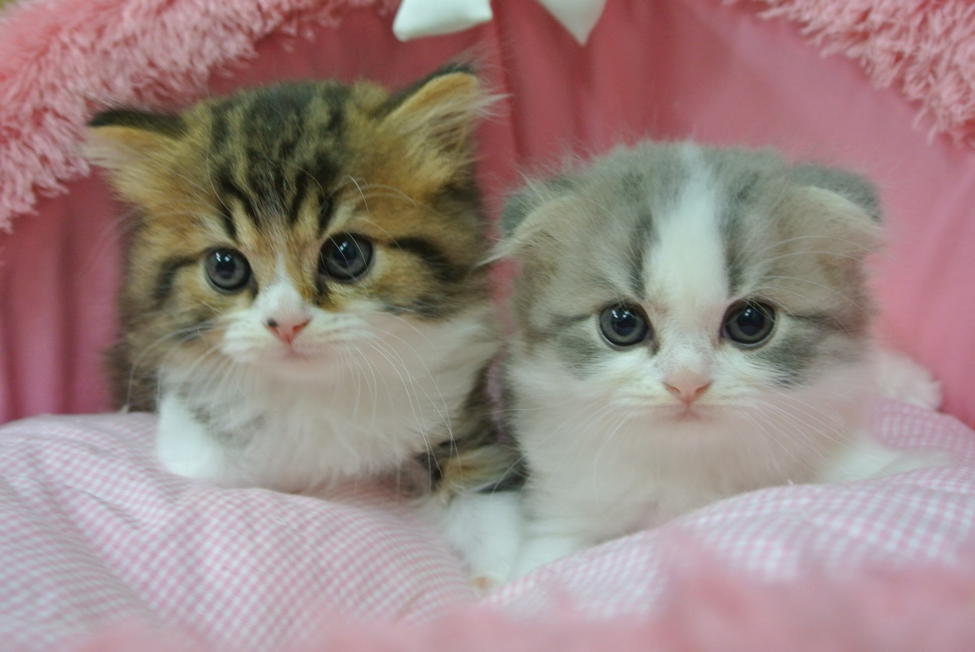 スコティッシュフォールド（2019/8/10）うーこ 子犬・子猫一覧 スコティッシュフォールドの子猫の販売