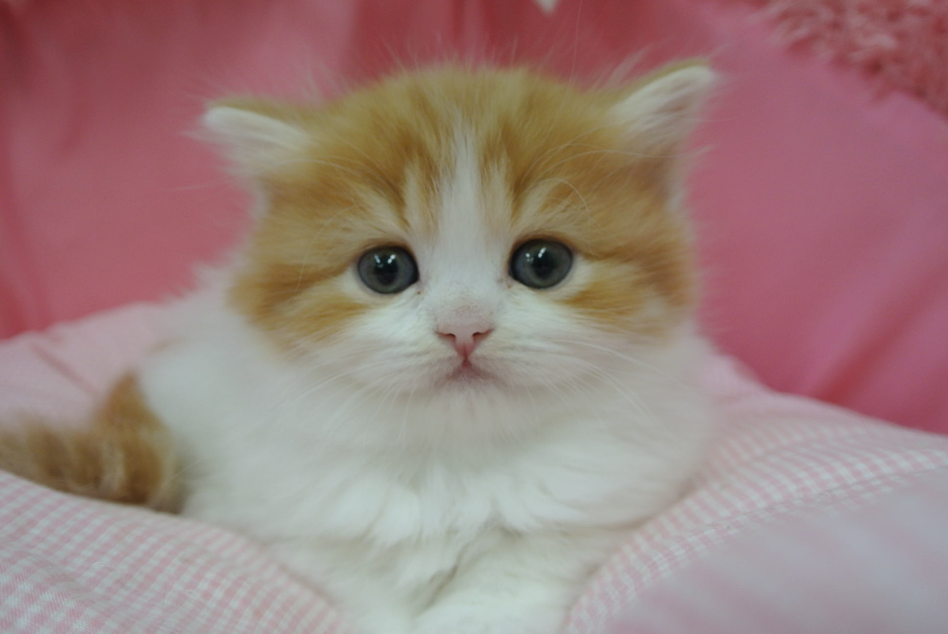 スコティッシュフォールド 21 2 7 子犬 子猫一覧 スコティッシュフォールドの子猫の販売なら池袋のペットランドへ スコティッシュフォールド 21 2 7 子犬 子猫一覧 スコティッシュフォールドの子猫の販売なら池袋のペットランドへ
