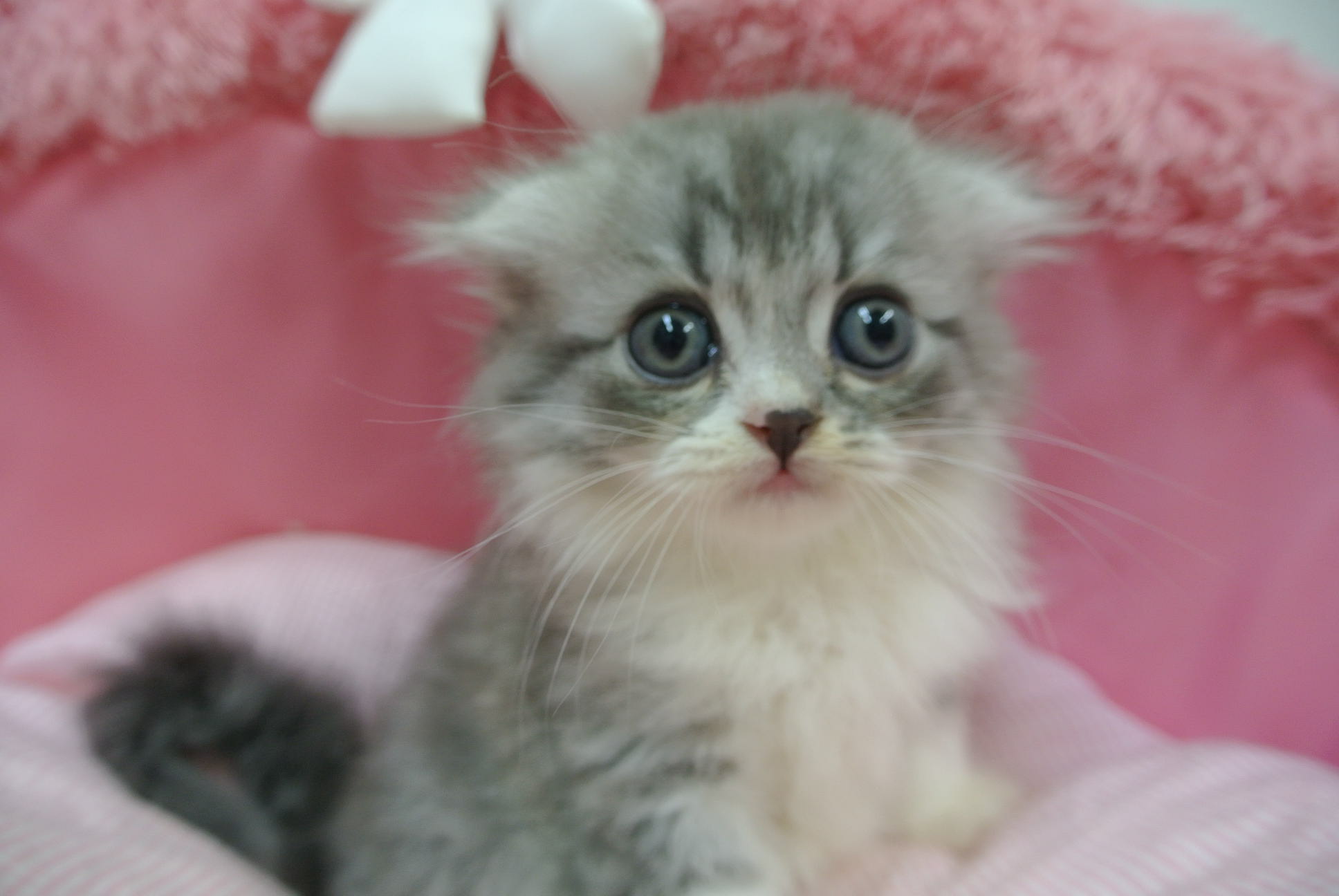 スコティッシュフォールド 21 6 5 子犬 子猫一覧 スコティッシュフォールドの子猫の販売なら池袋のペットランドへ スコティッシュフォールド 21 6 5 子犬 子猫一覧 スコティッシュフォールドの子猫の販売なら池袋のペットランドへ
