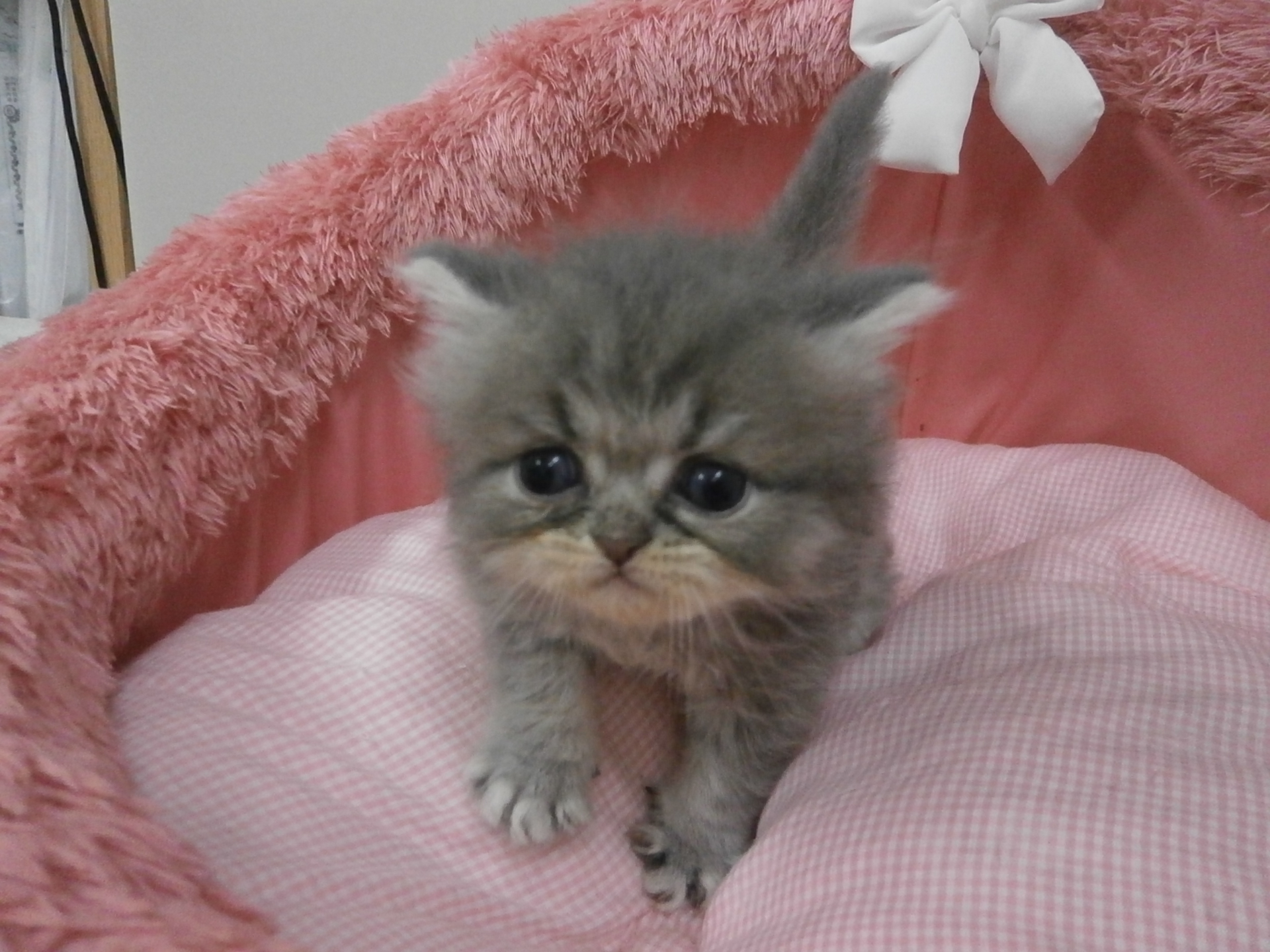 エキゾチックロングヘア 18 6 6 子犬 子猫一覧 スコティッシュフォールドの子猫の販売なら池袋のペットランドへ