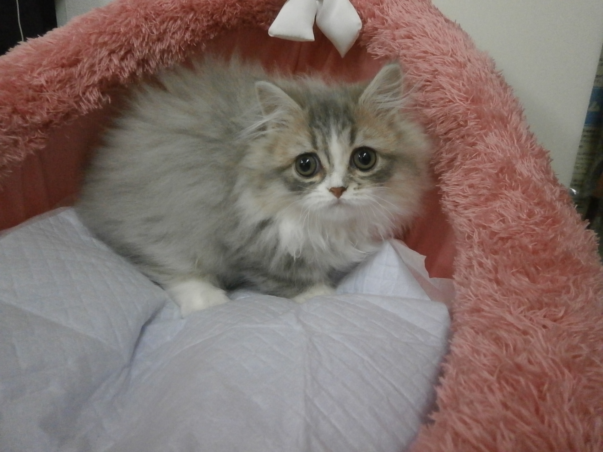 マンチカン ミヌエット 子犬 子猫一覧 スコティッシュフォールドの子猫の販売なら池袋のペットランドへ マンチカン ミヌエット 子犬 子猫一覧 スコティッシュフォールドの子猫の販売なら池袋のペットランドへ